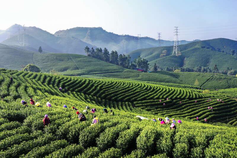 安吉白茶山转让，新机遇与挑战中的茶产业探索